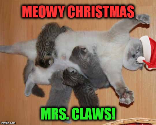 Merry Christmas Kitten Meme - Aqeel George