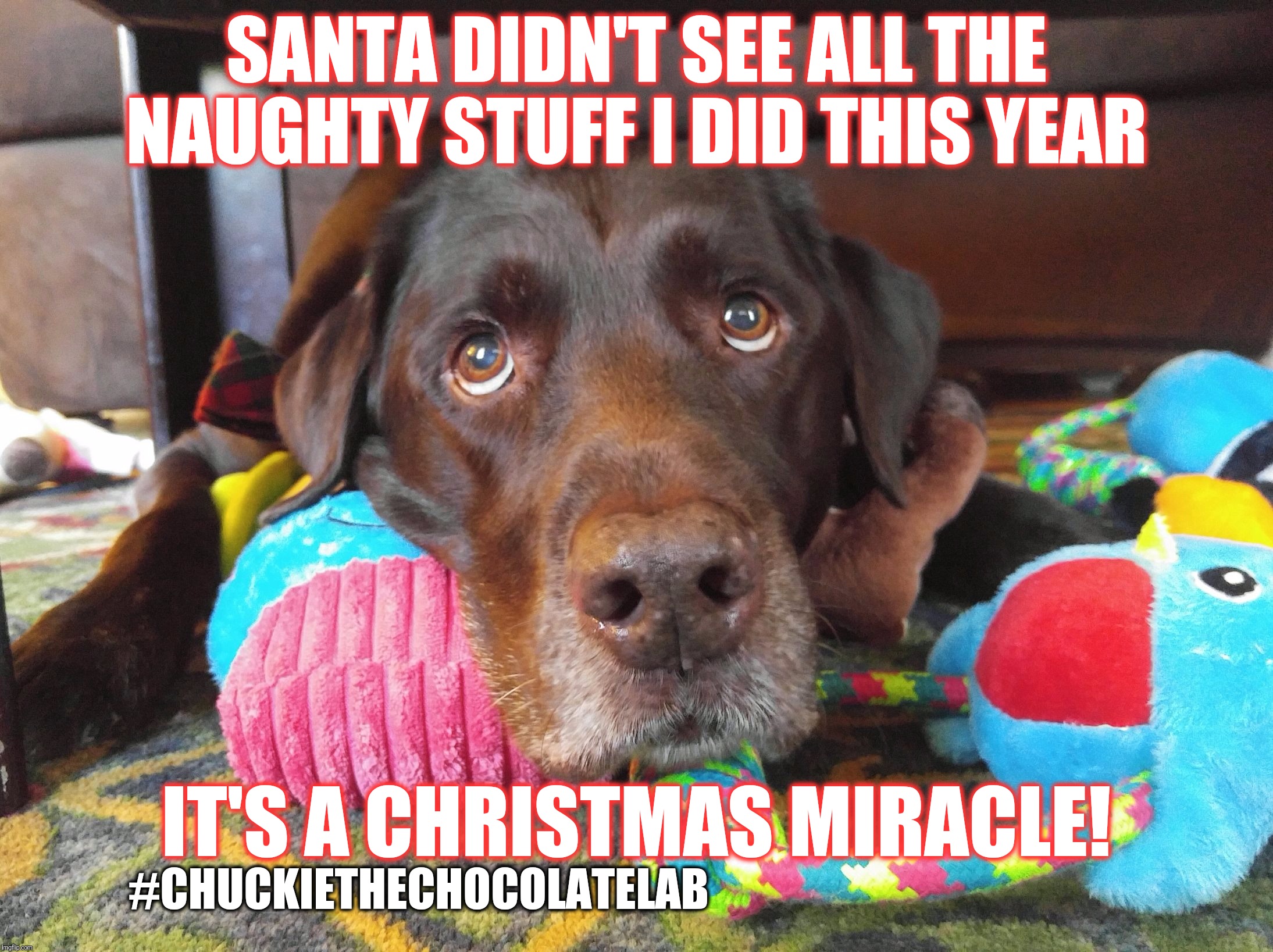 It's a Christmas miracle  | SANTA DIDN'T SEE ALL THE NAUGHTY STUFF I DID THIS YEAR; IT'S A CHRISTMAS MIRACLE! #CHUCKIETHECHOCOLATELAB | image tagged in chuckie the chocolate lab,christmas memes,christmas miracle,christmas dogs,funny,dogs | made w/ Imgflip meme maker