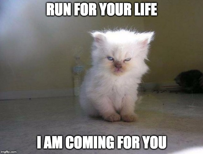 Run for your life, I am coming for you (angry kitten) | RUN FOR YOUR LIFE; I AM COMING FOR YOU | image tagged in angry-kitten-run-for-your-life-i-am-coming | made w/ Imgflip meme maker