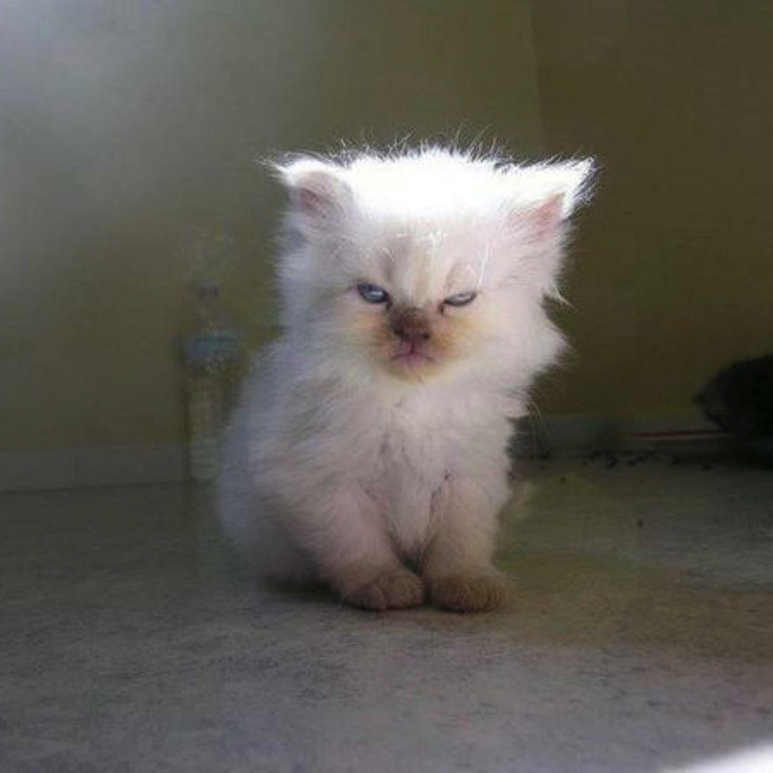 Angry-kitten-square Blank Meme Template