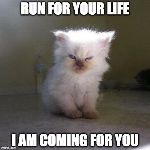 Run for your life, I am coming for you (angry kitten) - square | RUN FOR YOUR LIFE; I AM COMING FOR YOU | image tagged in angry-kitten-square,run for your life,angry kitten,kitten,angry,run | made w/ Imgflip meme maker