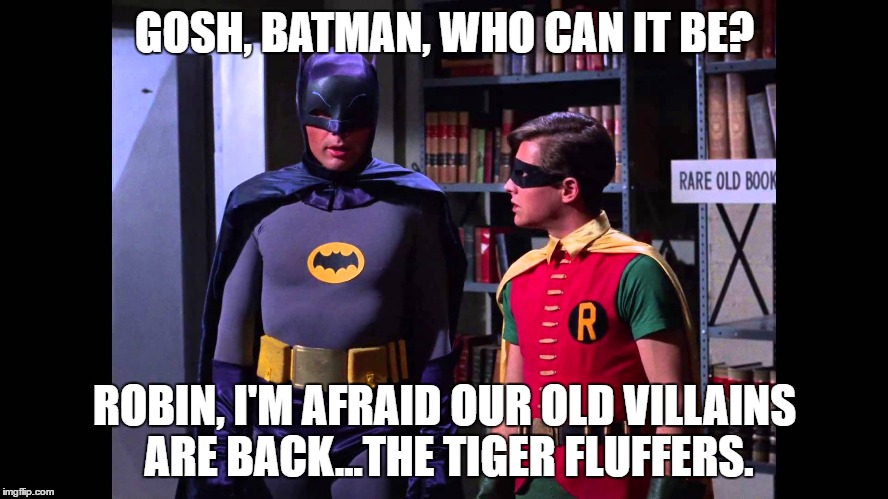 Batman hates Tiger Fluffers | GOSH, BATMAN, WHO CAN IT BE? ROBIN, I'M AFRAID OUR OLD VILLAINS ARE BACK...THE TIGER FLUFFERS. | image tagged in batman,batman and robin,tiger woods,golf,pga tour,tiger | made w/ Imgflip meme maker