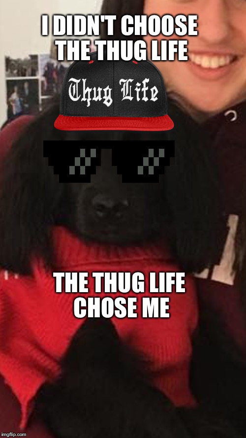 I DIDN'T CHOOSE THE THUG LIFE; THE THUG LIFE CHOSE ME | image tagged in young thug | made w/ Imgflip meme maker