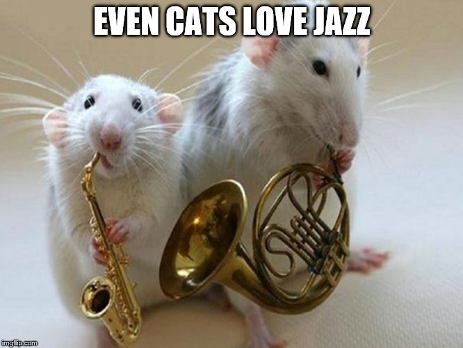 EVEN CATS LOVE JAZZ | image tagged in jazz | made w/ Imgflip meme maker