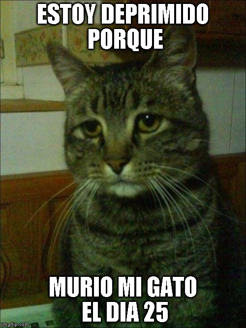 Gato meme - Imgflip