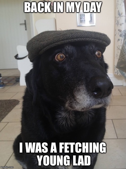 Back In My Day Dog | BACK IN MY DAY; I WAS A FETCHING YOUNG LAD | image tagged in back in my day dog | made w/ Imgflip meme maker