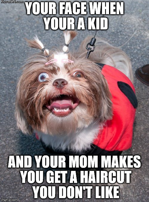 Everyone can probably relate to this | YOUR FACE WHEN YOUR A KID; AND YOUR MOM MAKES YOU GET A HAIRCUT YOU DON'T LIKE | image tagged in funny dogs | made w/ Imgflip meme maker