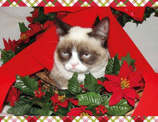 High Quality Grumpy Cat Christmas Blank Meme Template