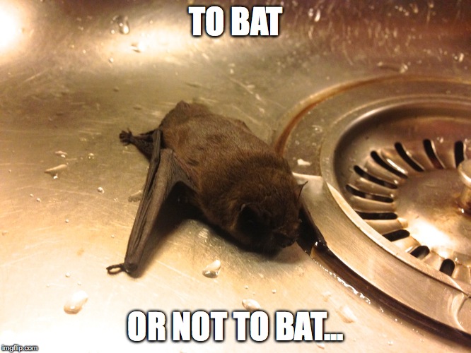 Bat has entered the building! | TO BAT; OR NOT TO BAT... | image tagged in memes,animals,animal meme | made w/ Imgflip meme maker