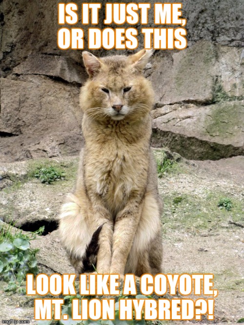 IS IT JUST ME, OR DOES THIS; LOOK LIKE A COYOTE, MT. LION HYBRED?! | image tagged in jungle cat | made w/ Imgflip meme maker