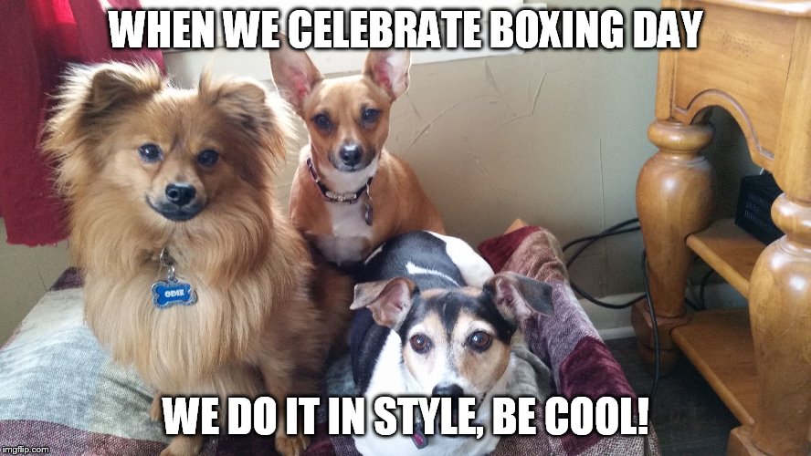 dogs  | WHEN WE CELEBRATE BOXING DAY; WE DO IT IN STYLE, BE COOL! | image tagged in dogs | made w/ Imgflip meme maker