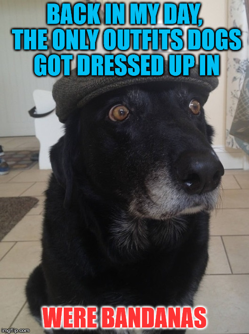 Back In My Day Dog | BACK IN MY DAY, THE ONLY OUTFITS DOGS GOT DRESSED UP IN; WERE BANDANAS | image tagged in back in my day dog,not carried in purses,dressing up dogs,bandanas,pups these days | made w/ Imgflip meme maker