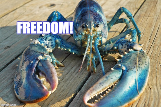 FREEDOM! | made w/ Imgflip meme maker