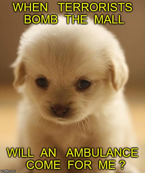 puppy | WHEN   TERRORISTS  BOMB  THE  MALL; WILL  AN   AMBULANCE  COME  FOR  ME ? | image tagged in puppy | made w/ Imgflip meme maker