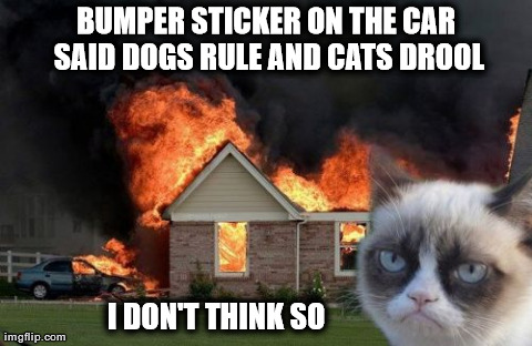 Burn Kitty Meme | BUMPER STICKER ON THE CAR SAID DOGS RULE AND CATS DROOL I DON'T THINK SO                    | image tagged in memes,burn kitty,grumpy cat | made w/ Imgflip meme maker