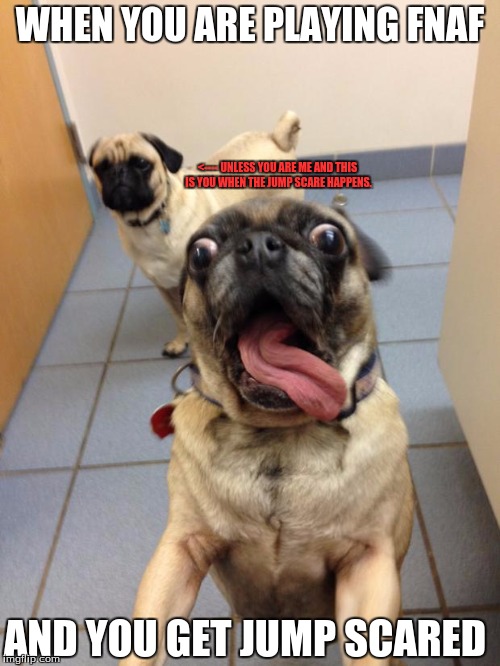 When a Jump Scare Happens | WHEN YOU ARE PLAYING FNAF; <---- UNLESS YOU ARE ME AND THIS IS YOU WHEN THE JUMP SCARE HAPPENS. AND YOU GET JUMP SCARED | image tagged in pug love | made w/ Imgflip meme maker
