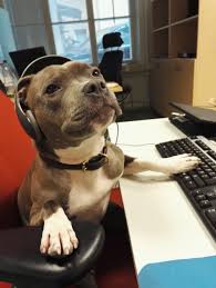 Helpdesk dog Blank Meme Template