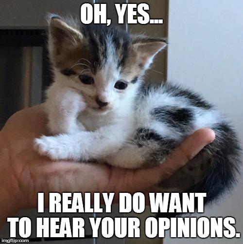 Cynical kitten listens | OH, YES... I REALLY DO WANT TO HEAR YOUR OPINIONS. | image tagged in cynical,kitten,sarcastic | made w/ Imgflip meme maker