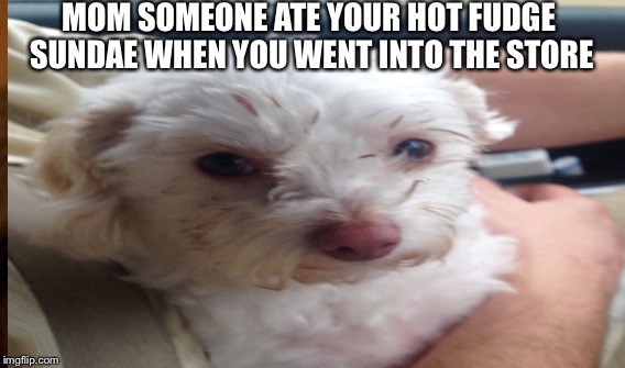 Dogs | MOM SOMEONE ATE YOUR HOT FUDGE SUNDAE WHEN YOU WENT INTO THE STORE | image tagged in funny dogs | made w/ Imgflip meme maker