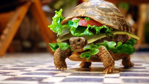 Tortoise sandwich Blank Meme Template