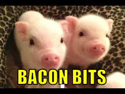 Kinda hungry now | . | image tagged in memes,bacon,cute | made w/ Imgflip meme maker