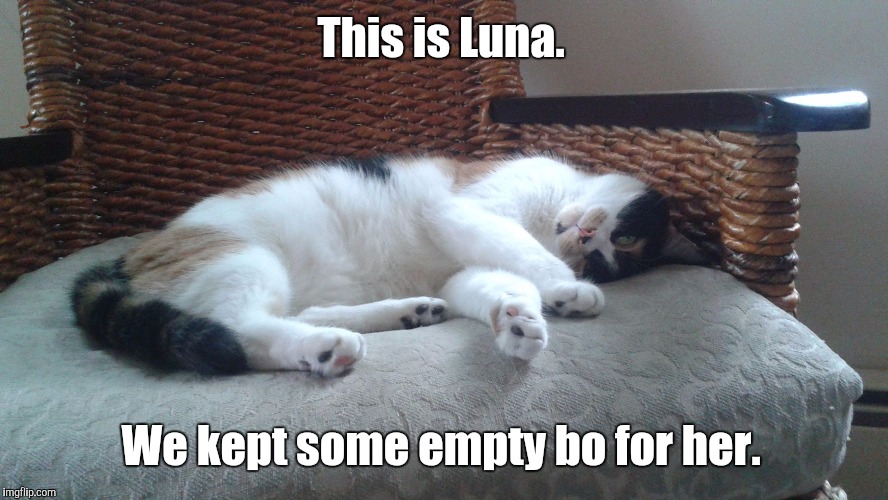 This is Luna. We kept some empty bo for her. | image tagged in 2015053427jpg | made w/ Imgflip meme maker
