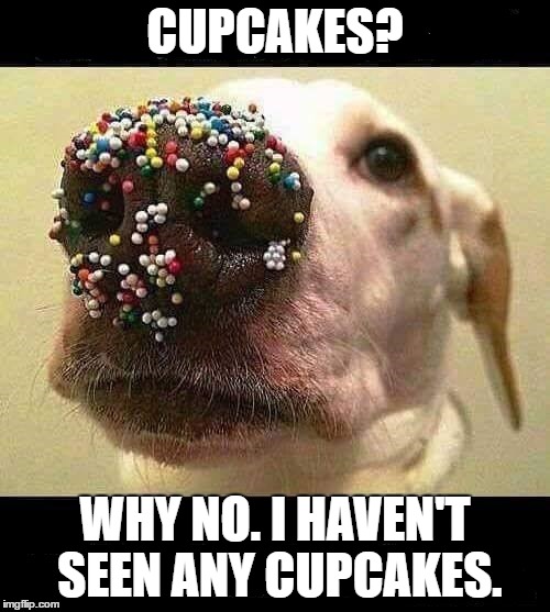 Guess that settles that | CUPCAKES? WHY NO. I HAVEN'T SEEN ANY CUPCAKES. | image tagged in bad dog | made w/ Imgflip meme maker