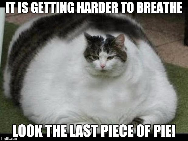 fat cat 2 | IT IS GETTING HARDER TO BREATHE; LOOK THE LAST PIECE OF PIE! | image tagged in fat cat 2 | made w/ Imgflip meme maker