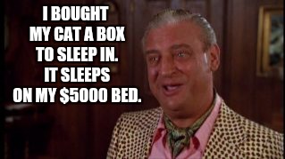 I BOUGHT MY CAT A BOX TO SLEEP IN. IT SLEEPS ON MY $5000 BED. | made w/ Imgflip meme maker