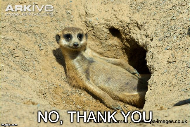  NO, THANK YOU | image tagged in meerkat | made w/ Imgflip meme maker