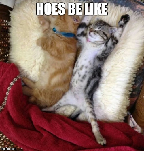 HOES BE LIKE | image tagged in cat hoe | made w/ Imgflip meme maker