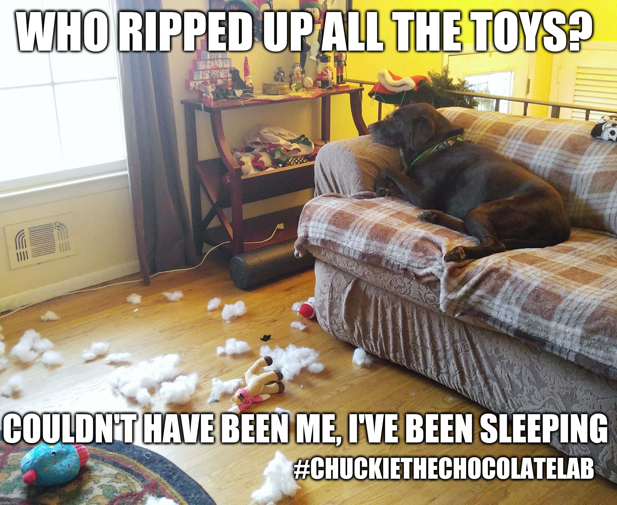 Who ripped up all the toys?  | WHO RIPPED UP ALL THE TOYS? COULDN'T HAVE BEEN ME, I'VE BEEN SLEEPING; #CHUCKIETHECHOCOLATELAB | image tagged in chuckie the chocolate lab,naughty,bad dog,funny,memes,christmas memes | made w/ Imgflip meme maker