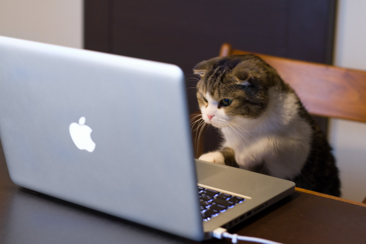 cat using apple Blank Meme Template