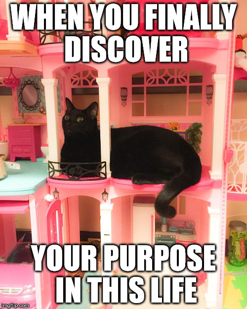 WHEN YOU FINALLY DISCOVER; YOUR PURPOSE IN THIS LIFE | image tagged in dinda's cat | made w/ Imgflip meme maker