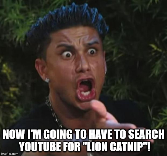 Pauly | NOW I'M GOING TO HAVE TO SEARCH YOUTUBE FOR "LION CATNIP"! | image tagged in pauly | made w/ Imgflip meme maker