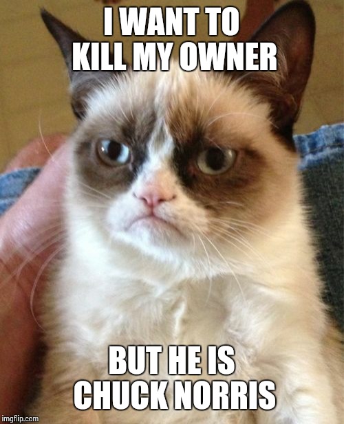 Grumpy Cat | I WANT TO KILL MY OWNER; BUT HE IS CHUCK NORRIS | image tagged in memes,grumpy cat | made w/ Imgflip meme maker