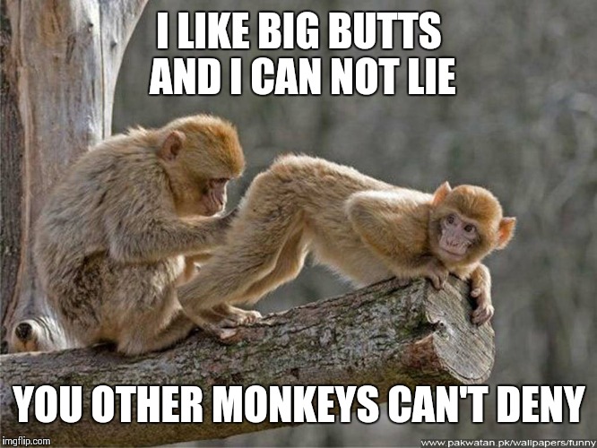 monkey | I LIKE BIG BUTTS AND I CAN NOT LIE; YOU OTHER MONKEYS CAN'T DENY | image tagged in monkey | made w/ Imgflip meme maker