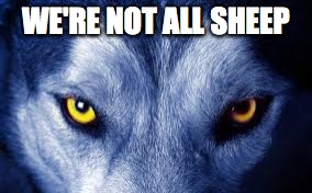 Sheep's clothing | WE'RE NOT ALL SHEEP | image tagged in wolf | made w/ Imgflip meme maker