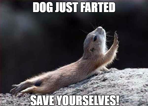 go on without me squirrel | DOG JUST FARTED; SAVE YOURSELVES! | image tagged in go on without me squirrel | made w/ Imgflip meme maker