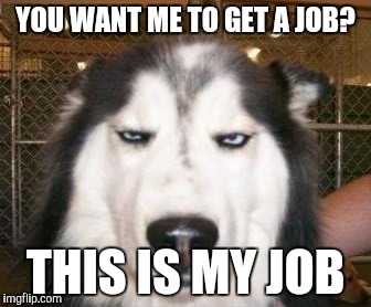 YOU WANT ME TO GET A JOB? THIS IS MY JOB | image tagged in sarcasticmemes | made w/ Imgflip meme maker