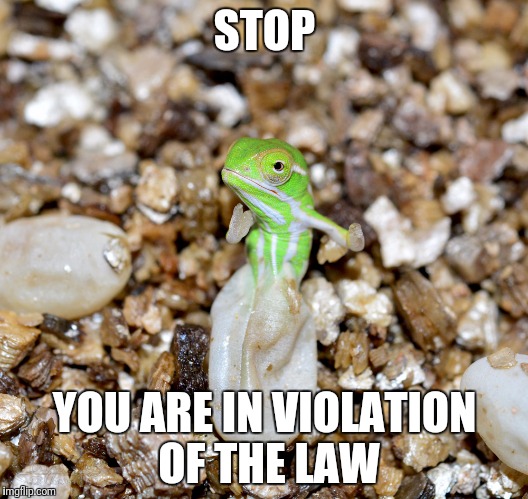 Jeweled Chameleon | STOP; YOU ARE IN VIOLATION OF THE LAW | image tagged in jeweled chameleon | made w/ Imgflip meme maker