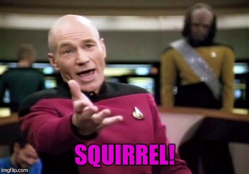 Picard Wtf Meme | SQUIRREL! | image tagged in memes,picard wtf | made w/ Imgflip meme maker