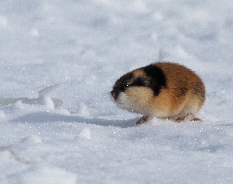 Lemming Blank Meme Template