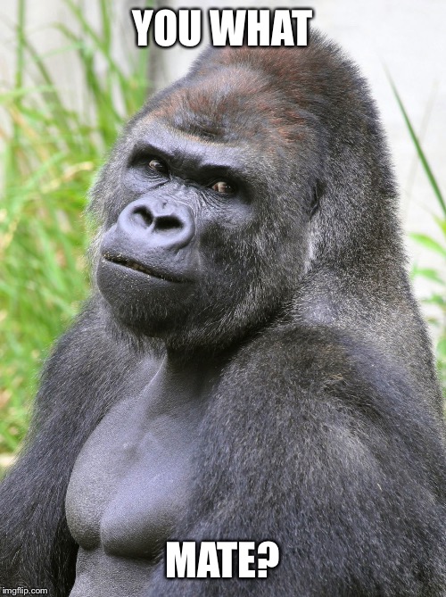 Hot Gorilla  | YOU WHAT; MATE? | image tagged in hot gorilla | made w/ Imgflip meme maker