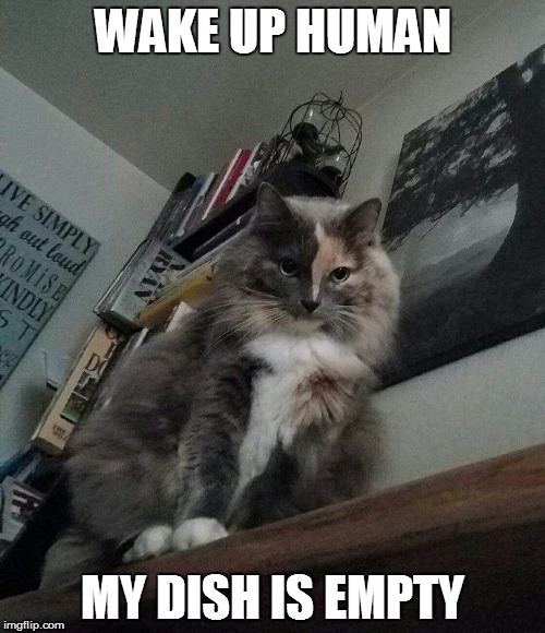 WAKE UP HUMAN; MY DISH IS EMPTY | image tagged in annabelle | made w/ Imgflip meme maker