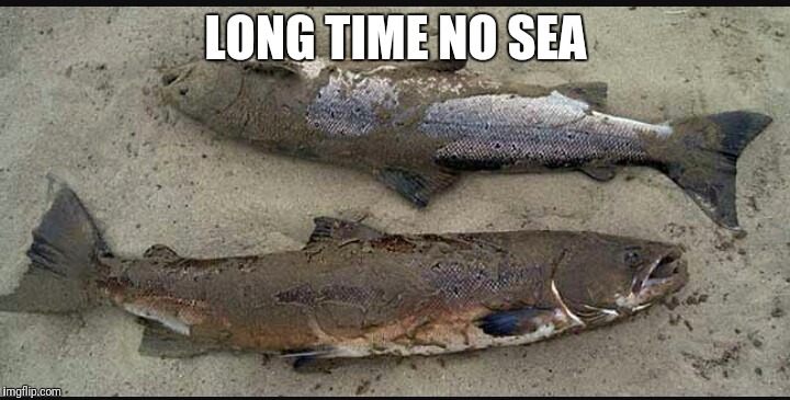 LONG TIME NO SEA | image tagged in memes | made w/ Imgflip meme maker