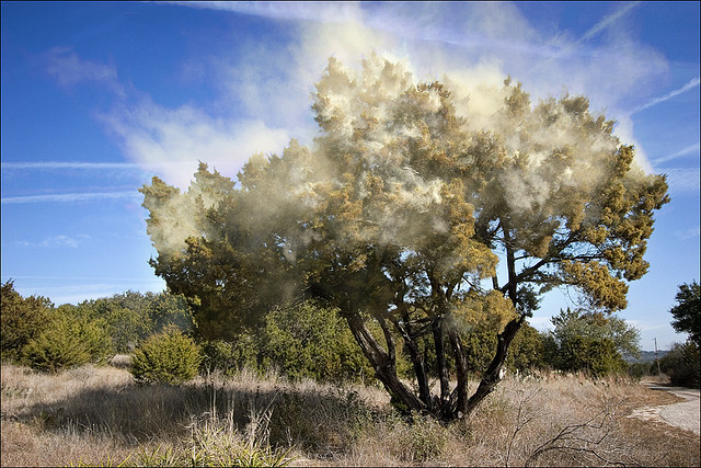 cedar tree pollen Blank Meme Template