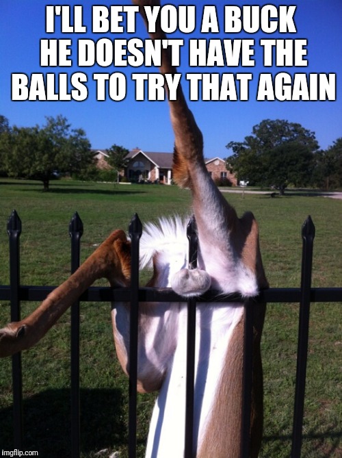 Someone must have offered him some serious doe to jump it | I'LL BET YOU A BUCK HE DOESN'T HAVE THE BALLS TO TRY THAT AGAIN | image tagged in deer,fence,testicles | made w/ Imgflip meme maker
