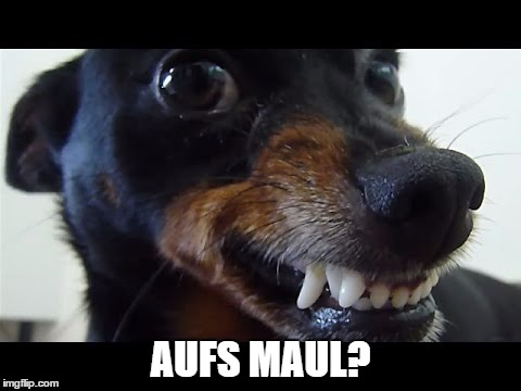 aufs Maul ? | AUFS MAUL? | image tagged in hund,pinscher,drohung,maul | made w/ Imgflip meme maker