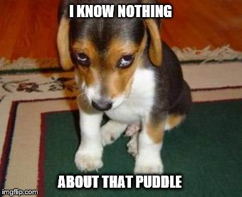 I KNOW NOTHING; ABOUT THAT PUDDLE | image tagged in puddles | made w/ Imgflip meme maker